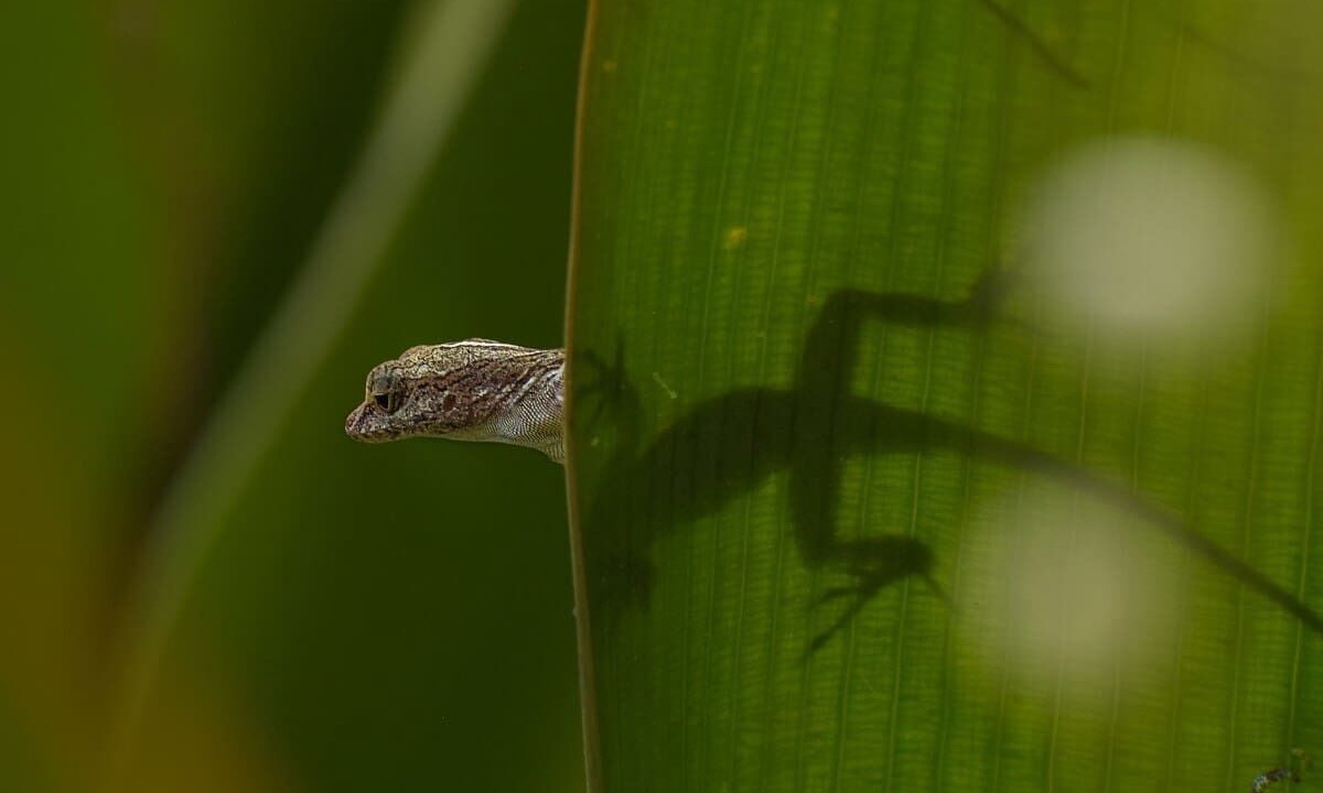 Photo of Others in Chiguata