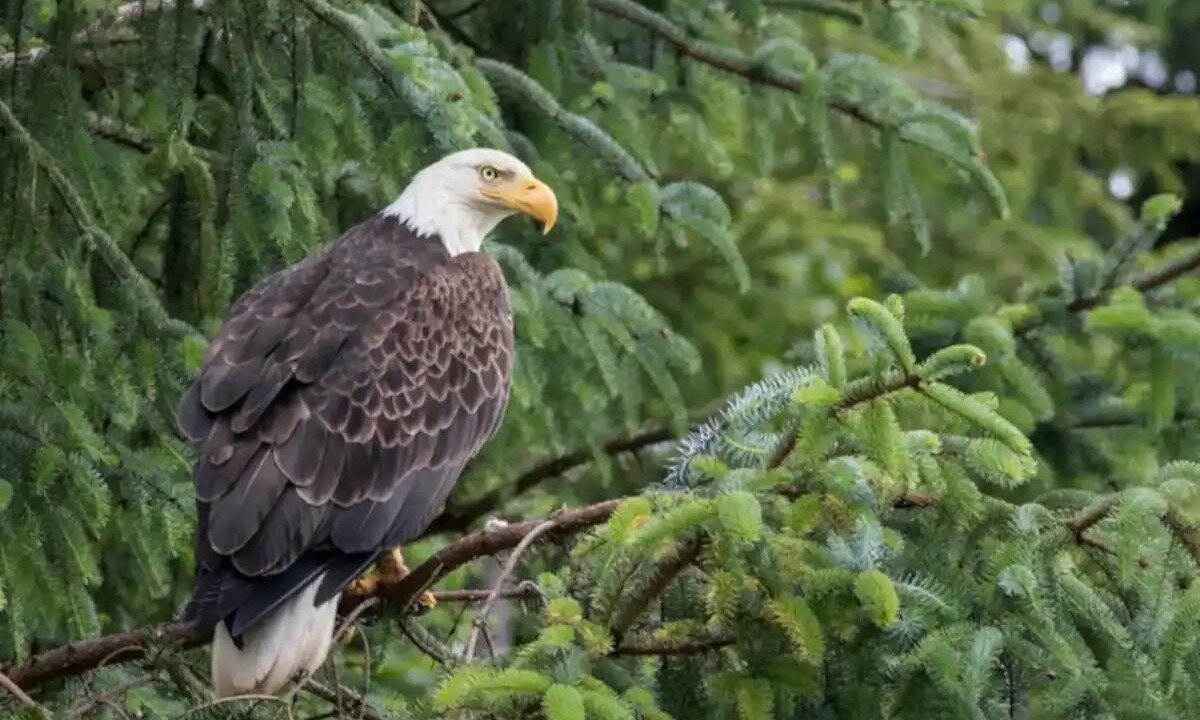 Photo of Others in Ucluelet