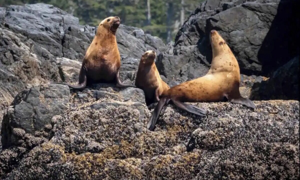 Photo of Others in Ucluelet