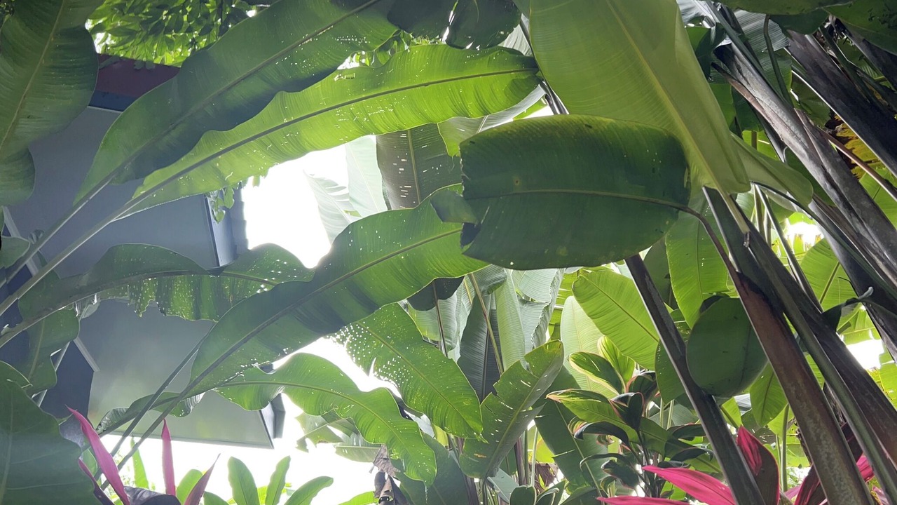 Photo of Outdoor in Puerto Viejo de Talamanca