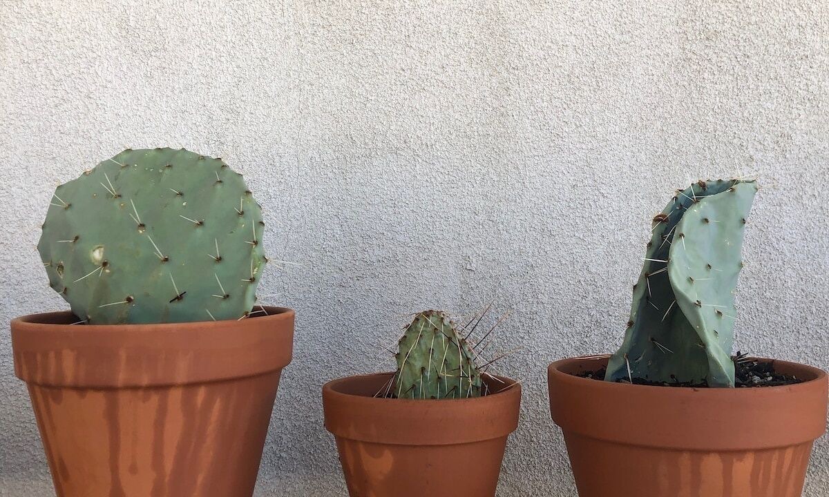 Photo of Others in Twentynine Palms