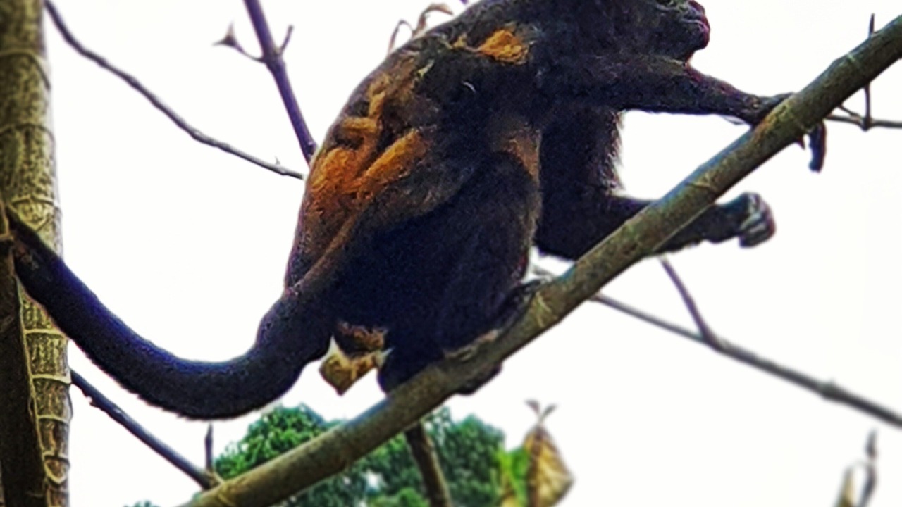Photo of Others in Ballena