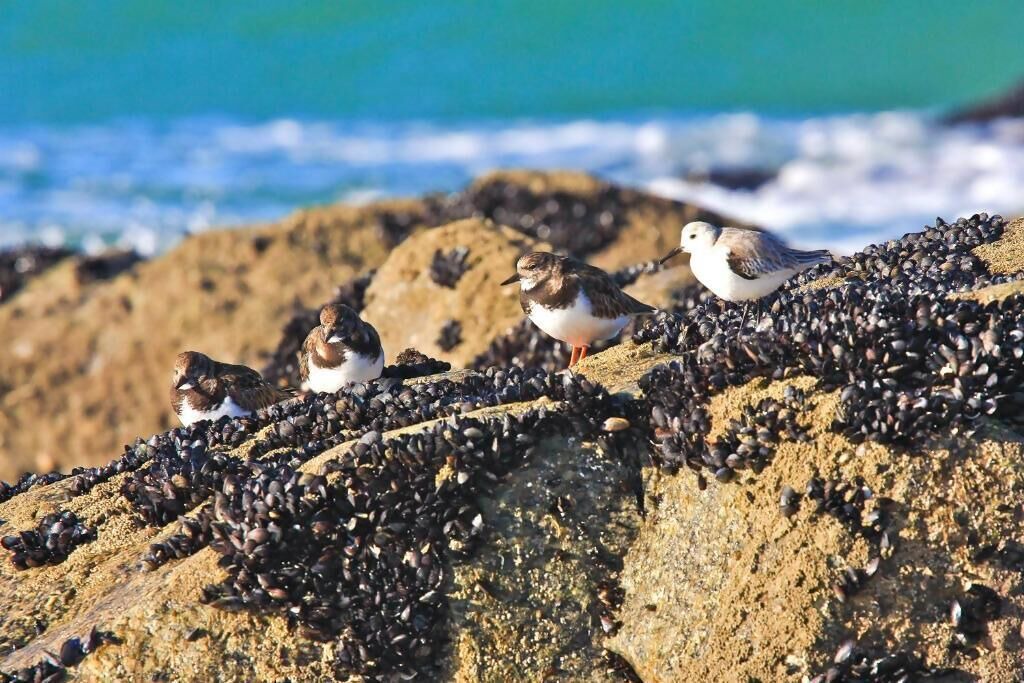 Photo of Others in Barra