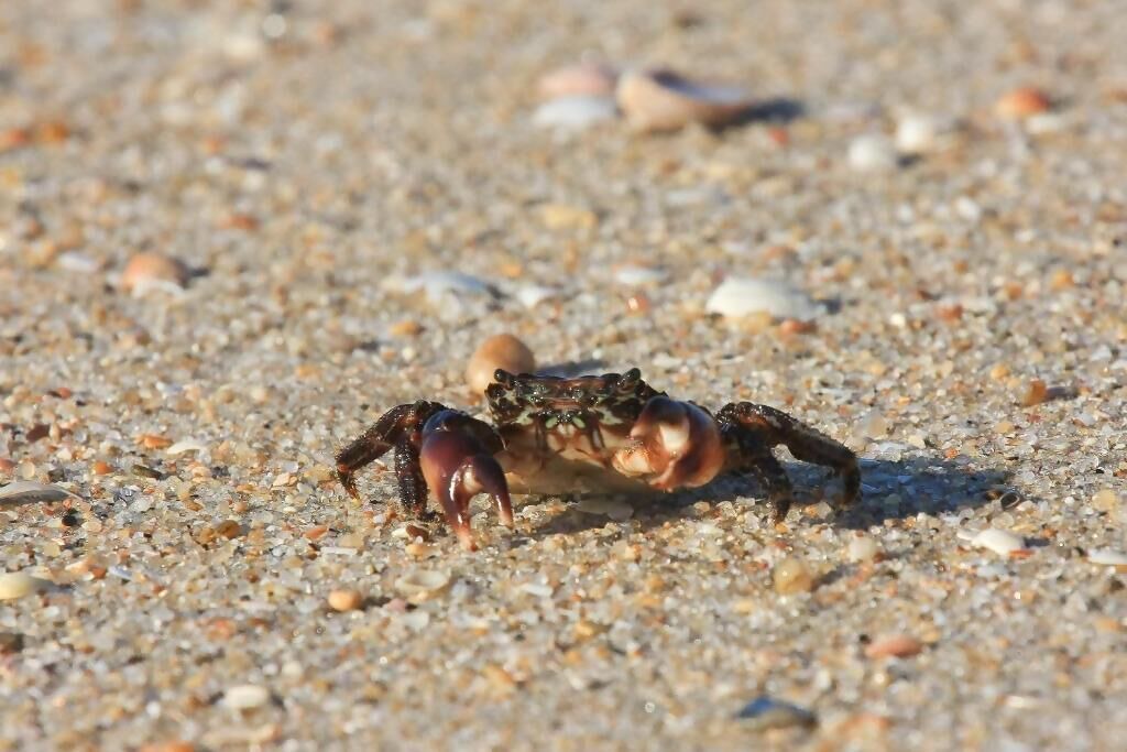 Photo of Others in Barra
