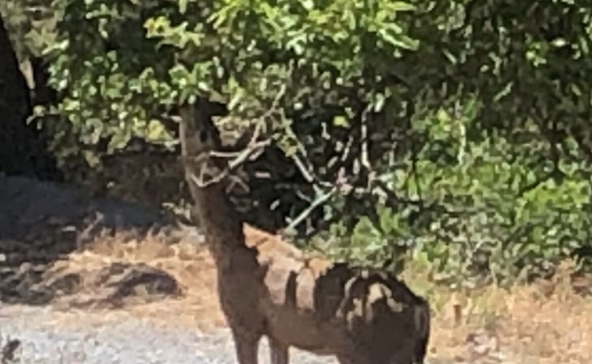 Photo of Others in Squaw Valley
