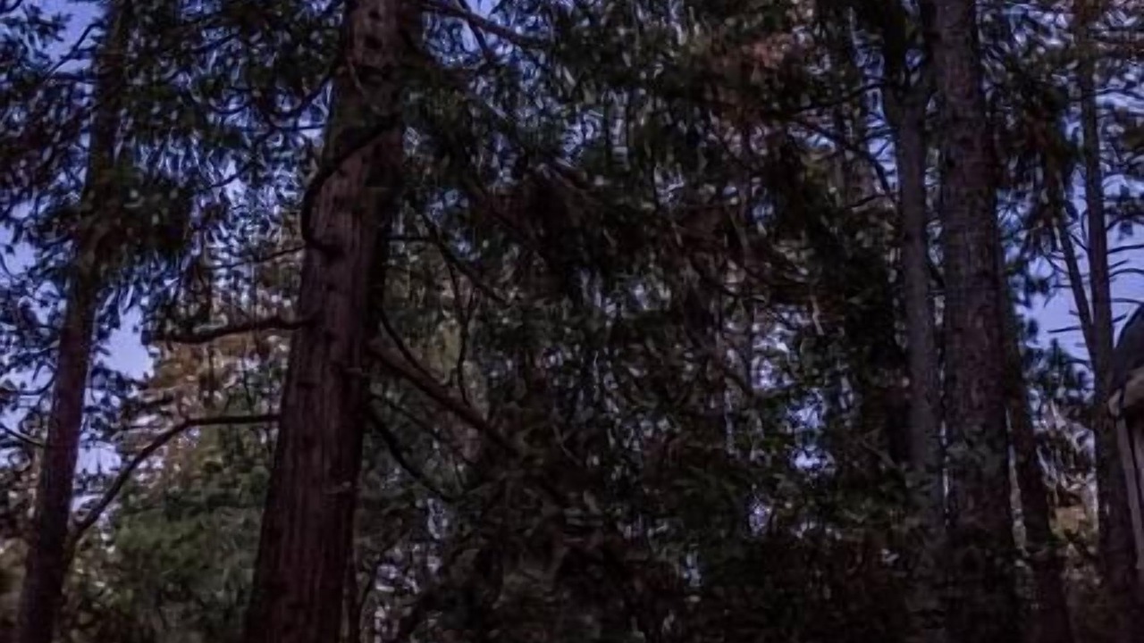 Photo of Others in Idyllwild