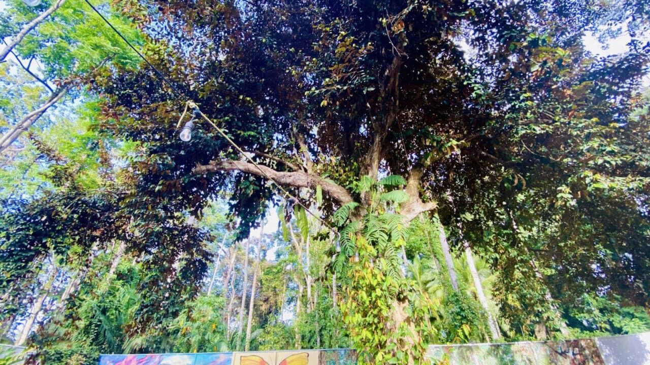 Photo of Others in Puerto Viejo de Talamanca