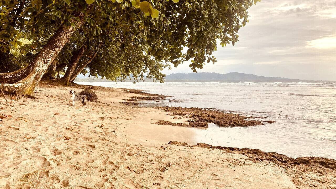 Photo of Others in Puerto Viejo de Talamanca
