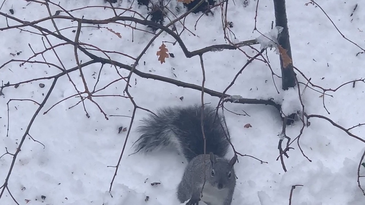 Photo of Others in Idyllwild