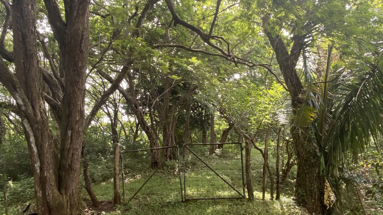 Photo of Outdoor in Nosara
