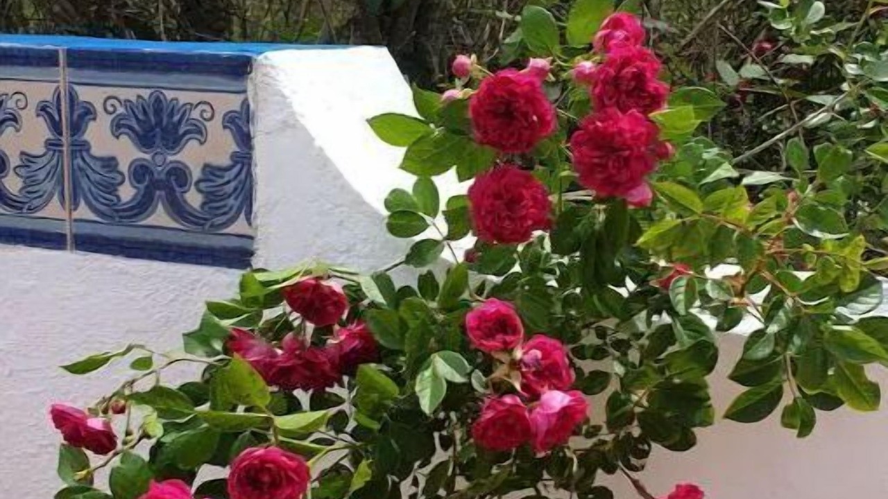 Photo of Outdoor in Sao Martinho do Porto