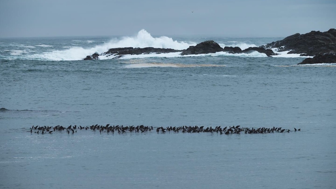 Photo of Others in Ucluelet