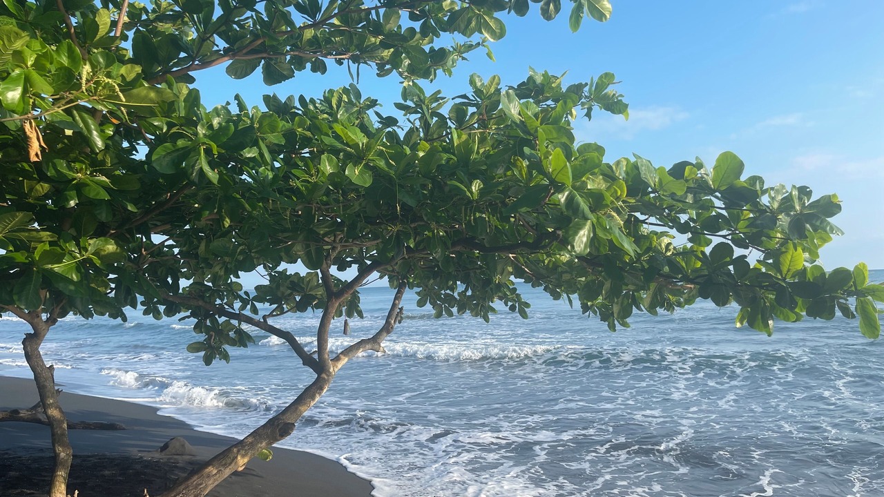 Photo of Others in Puerto Viejo de Talamanca