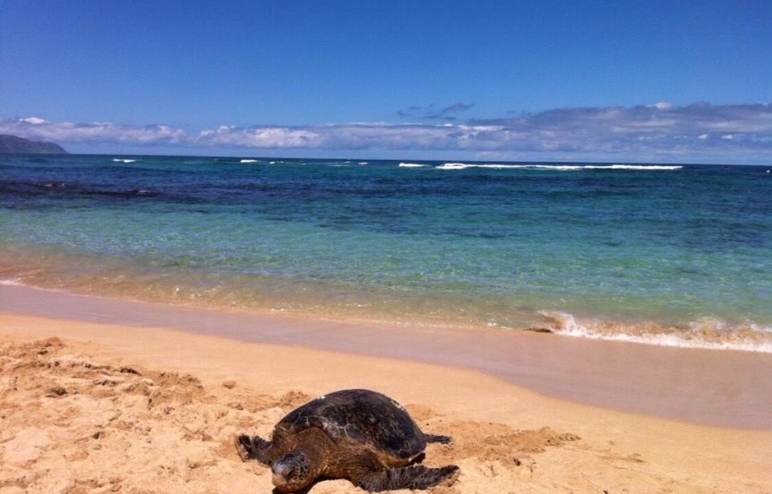 Photo of Others in Waialua
