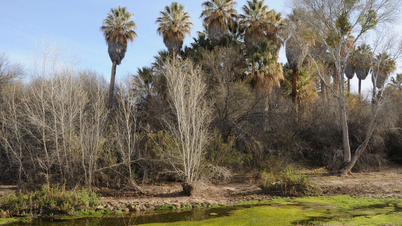 Photo of Outdoor in Wickenburg