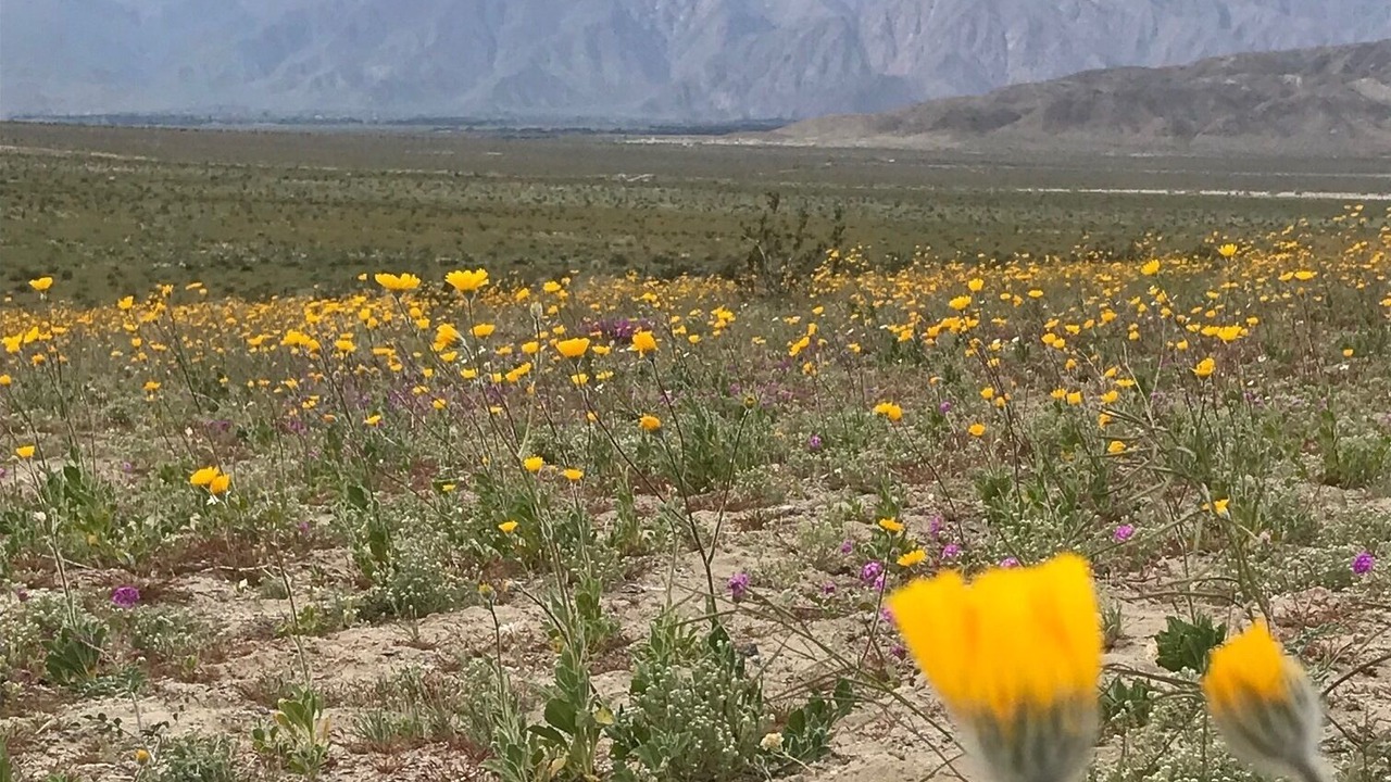 Photo of Outdoor in Borrego Springs