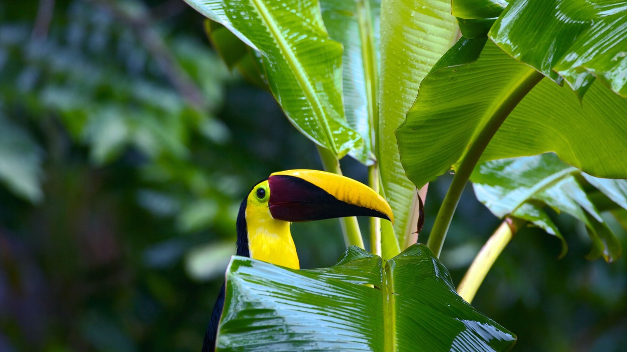 Photo of Outdoor in Dominical