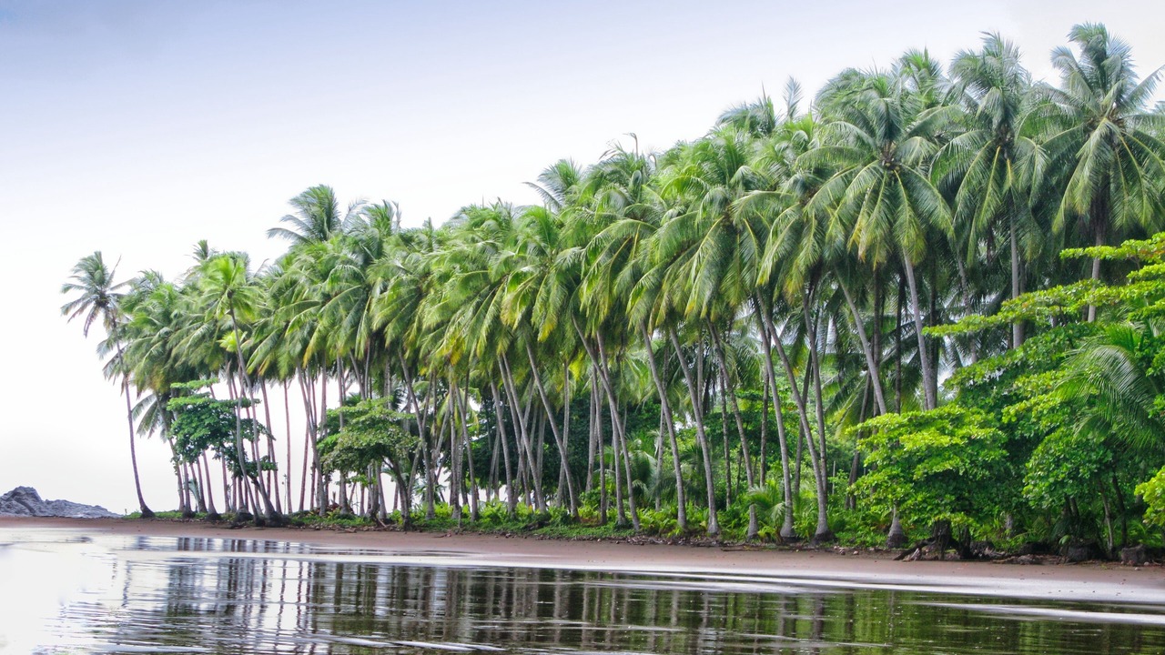Photo of Others in Dominical