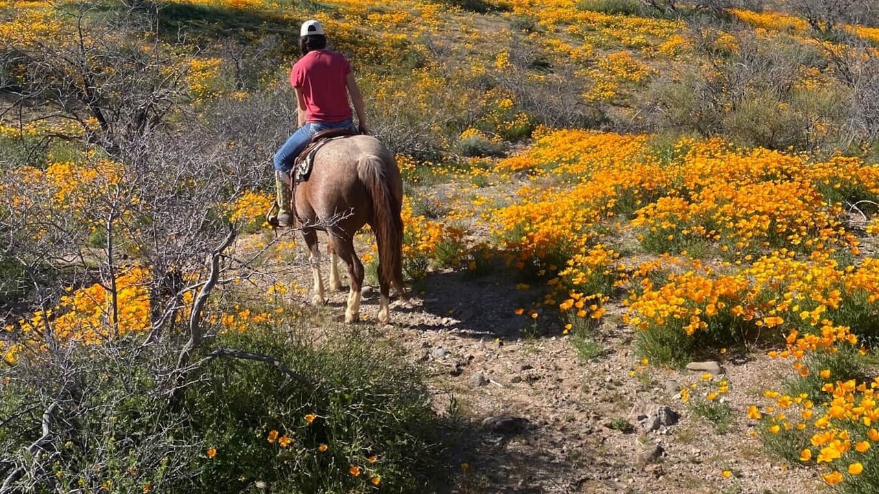 Photo of Others in Wickenburg