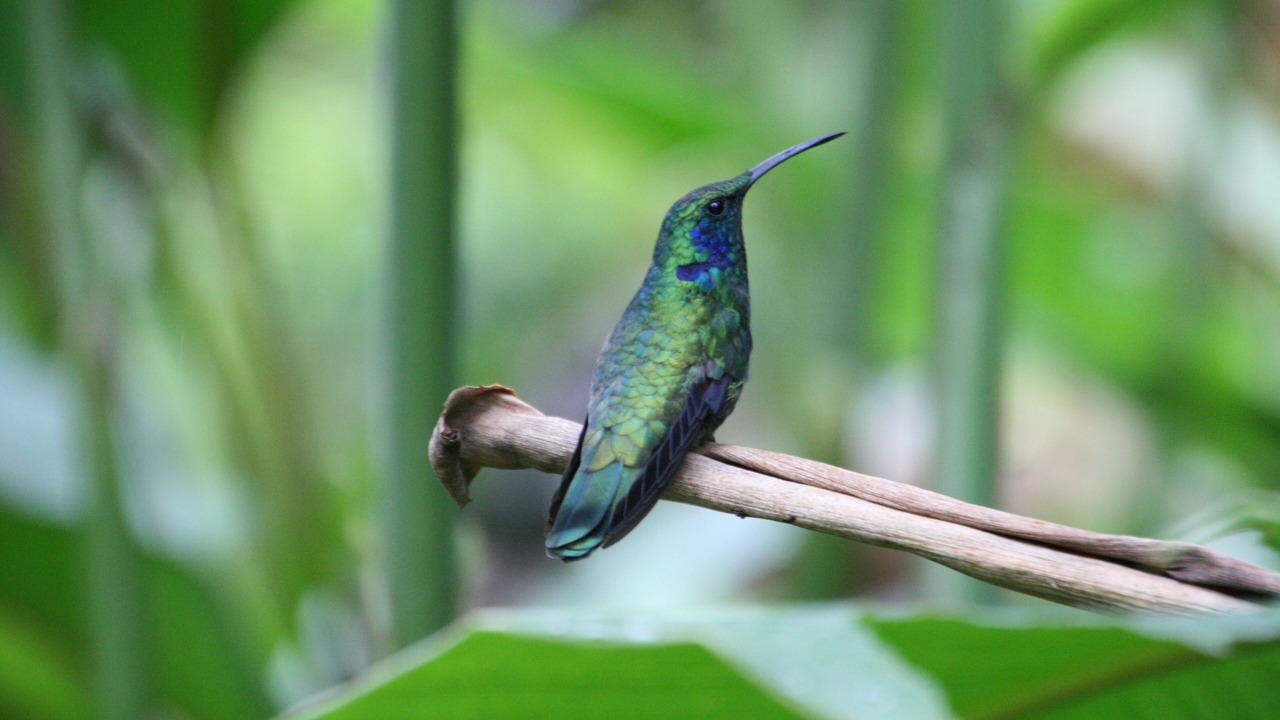 Photo of Others in Puerto Viejo de Talamanca
