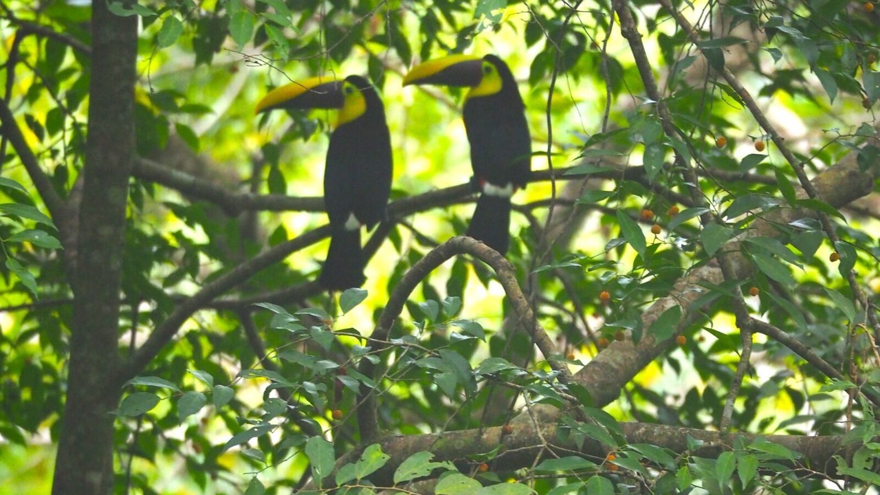 Photo of Others in Puerto Viejo de Talamanca