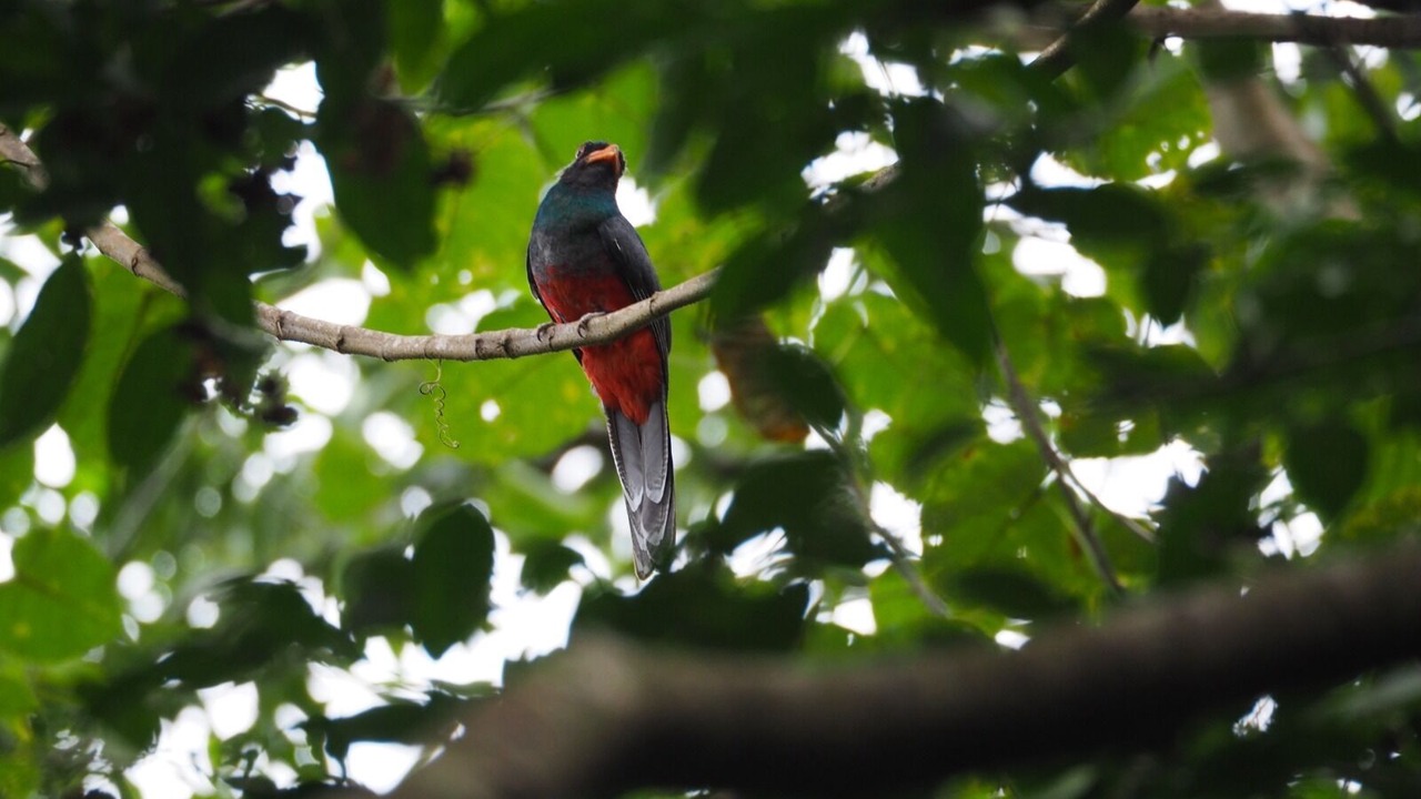 Photo of Others in Puerto Viejo de Talamanca