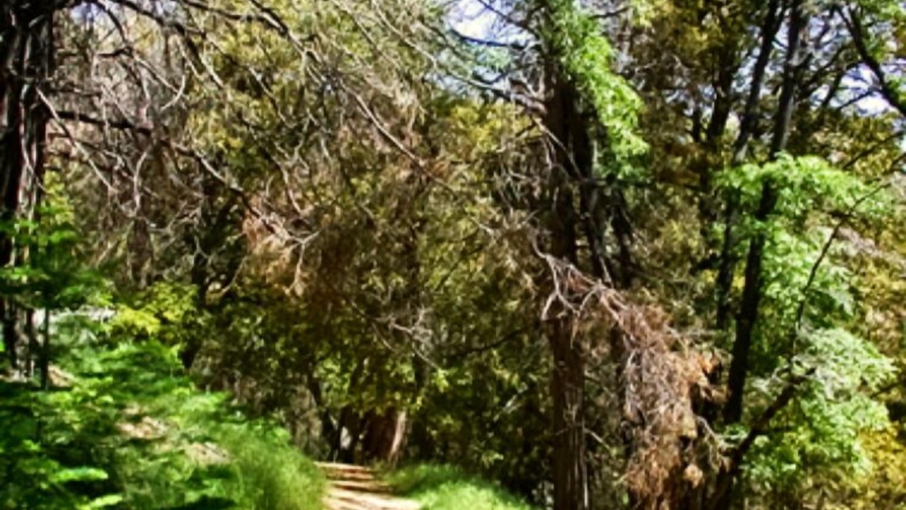 Photo of Outdoor in Palomar Mountain