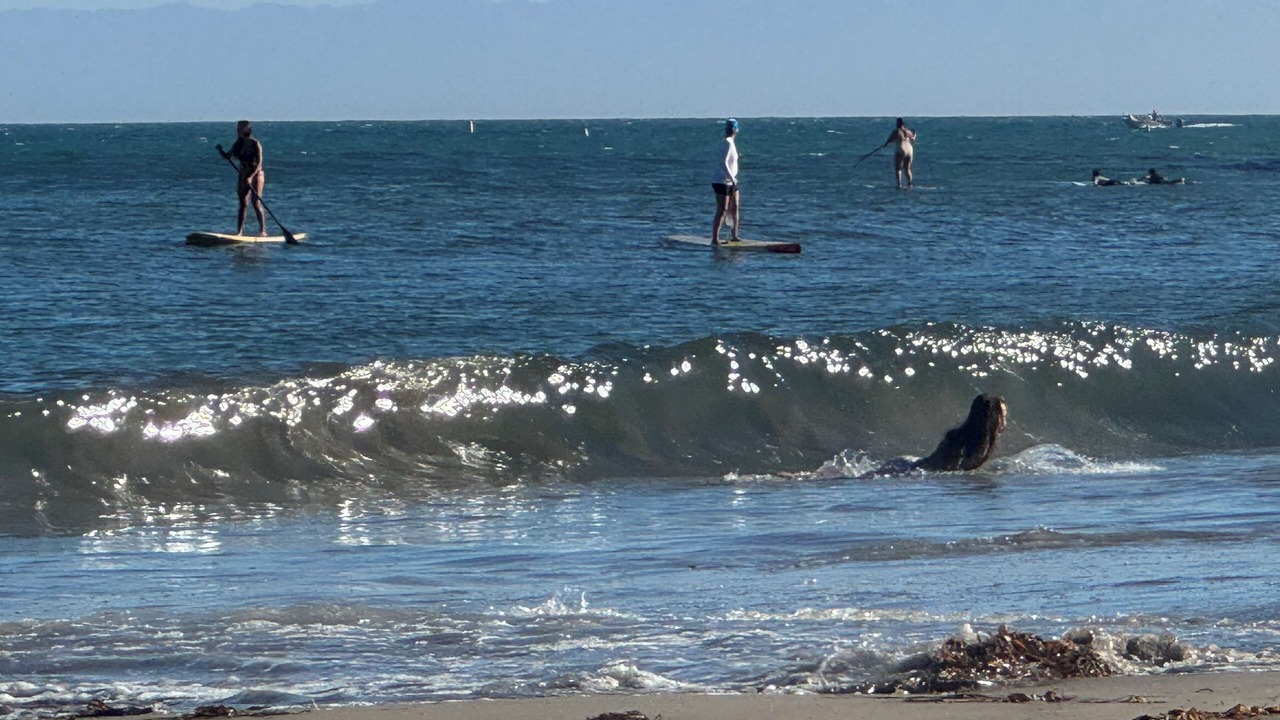 Photo of Others in West Beach