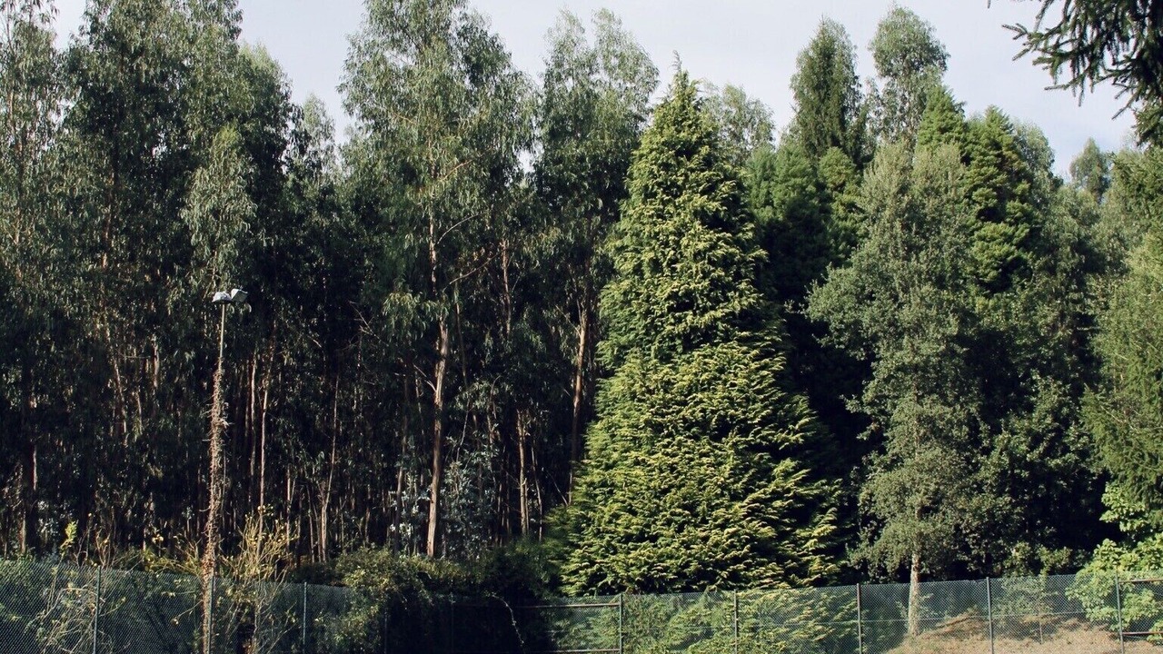Photo of Others in Fareja