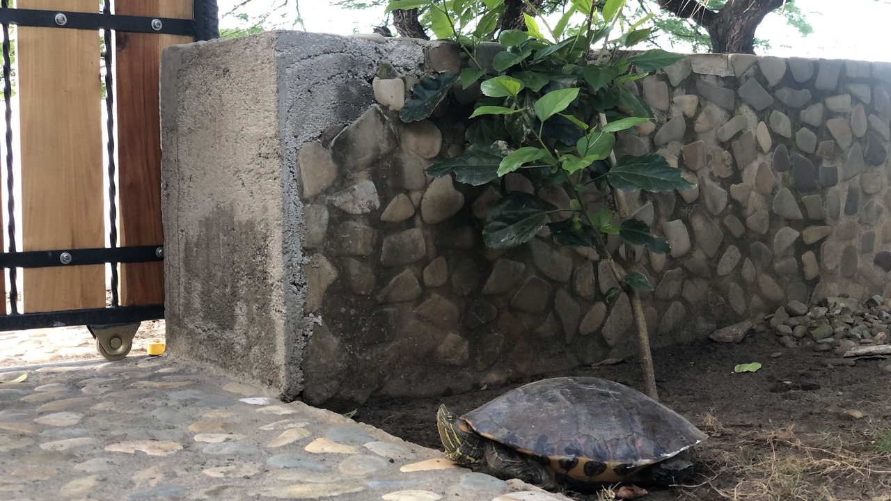 Photo of Outdoor in Playa El Coco