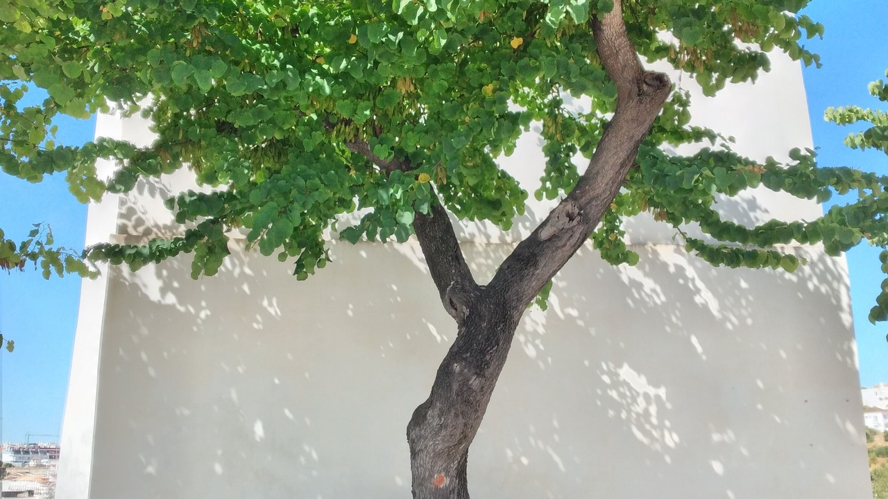 Photo of Outdoor in Tavira