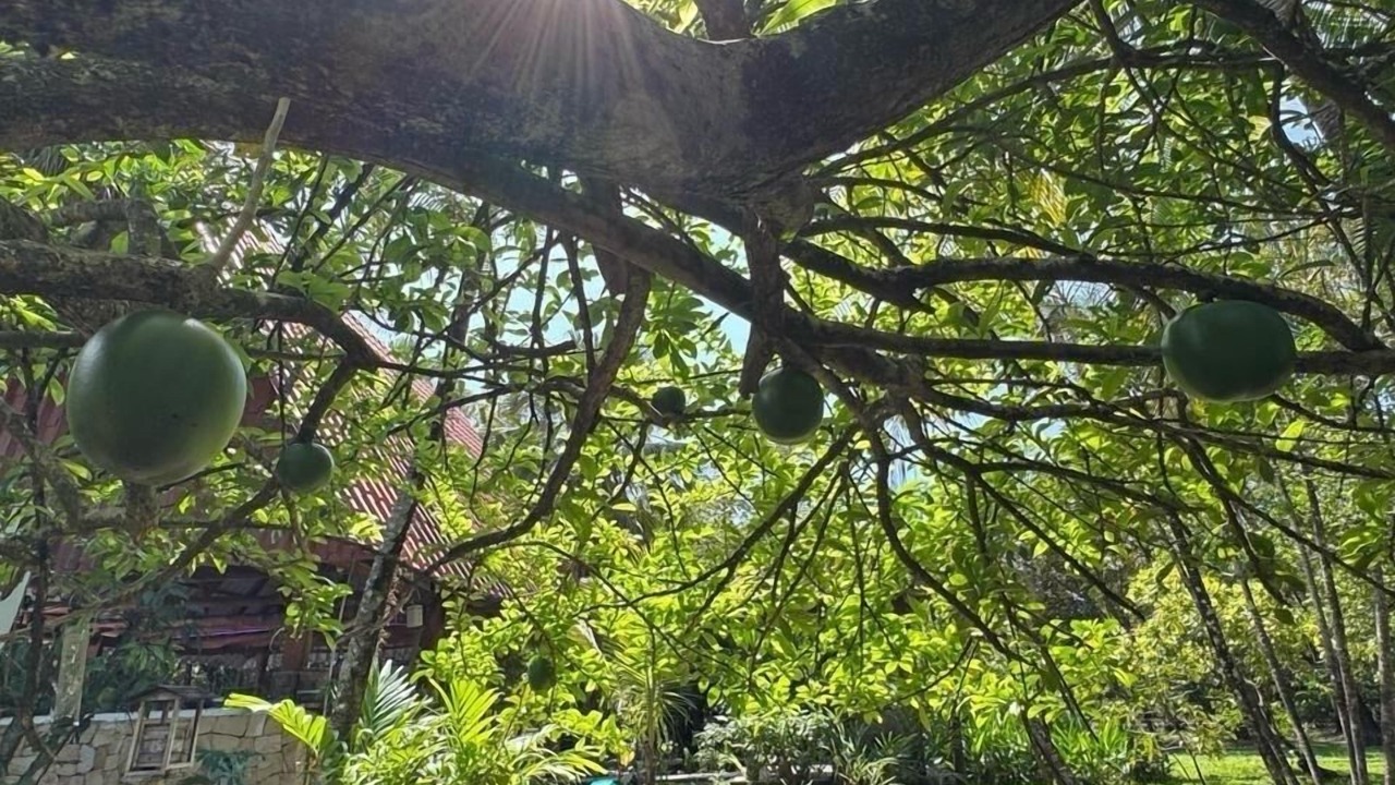 Photo of Outdoor in Nosara