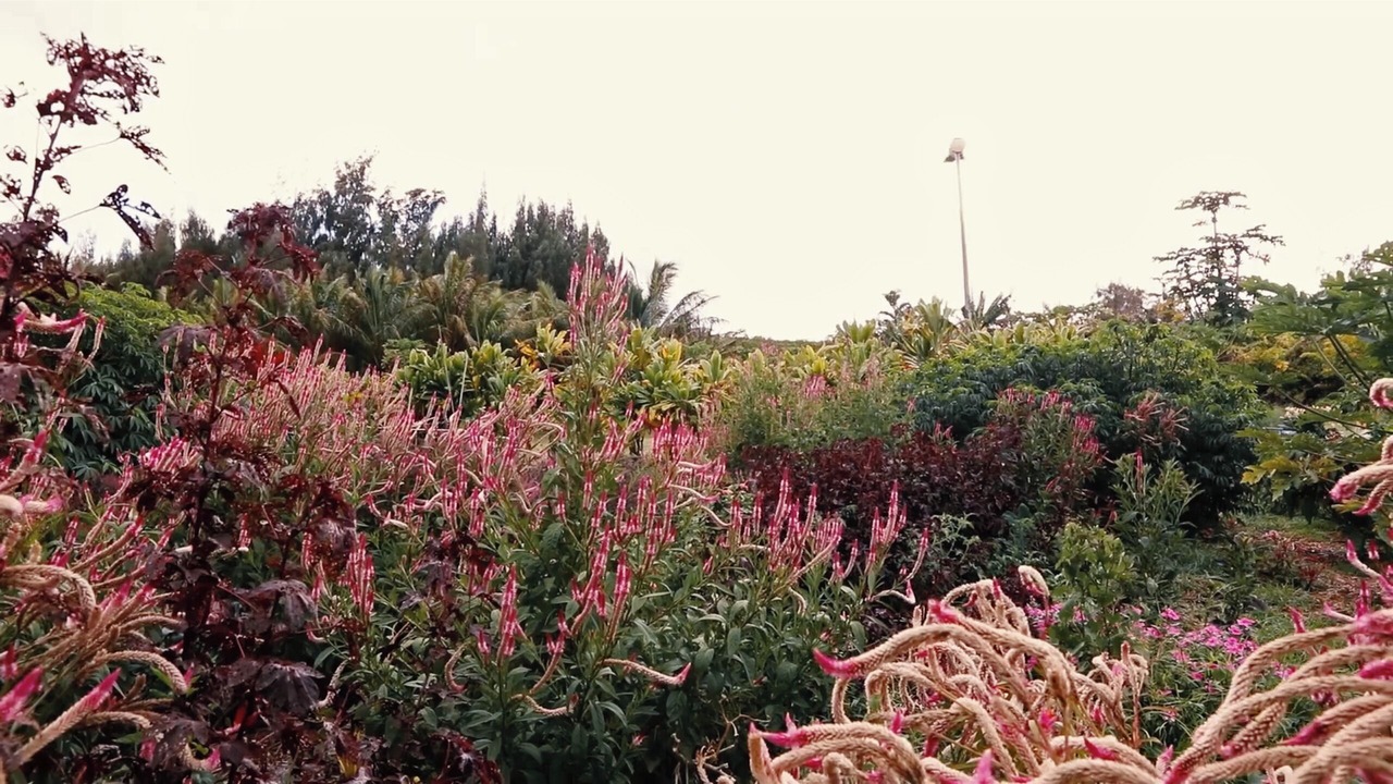 Photo of Outdoor in Kapaau