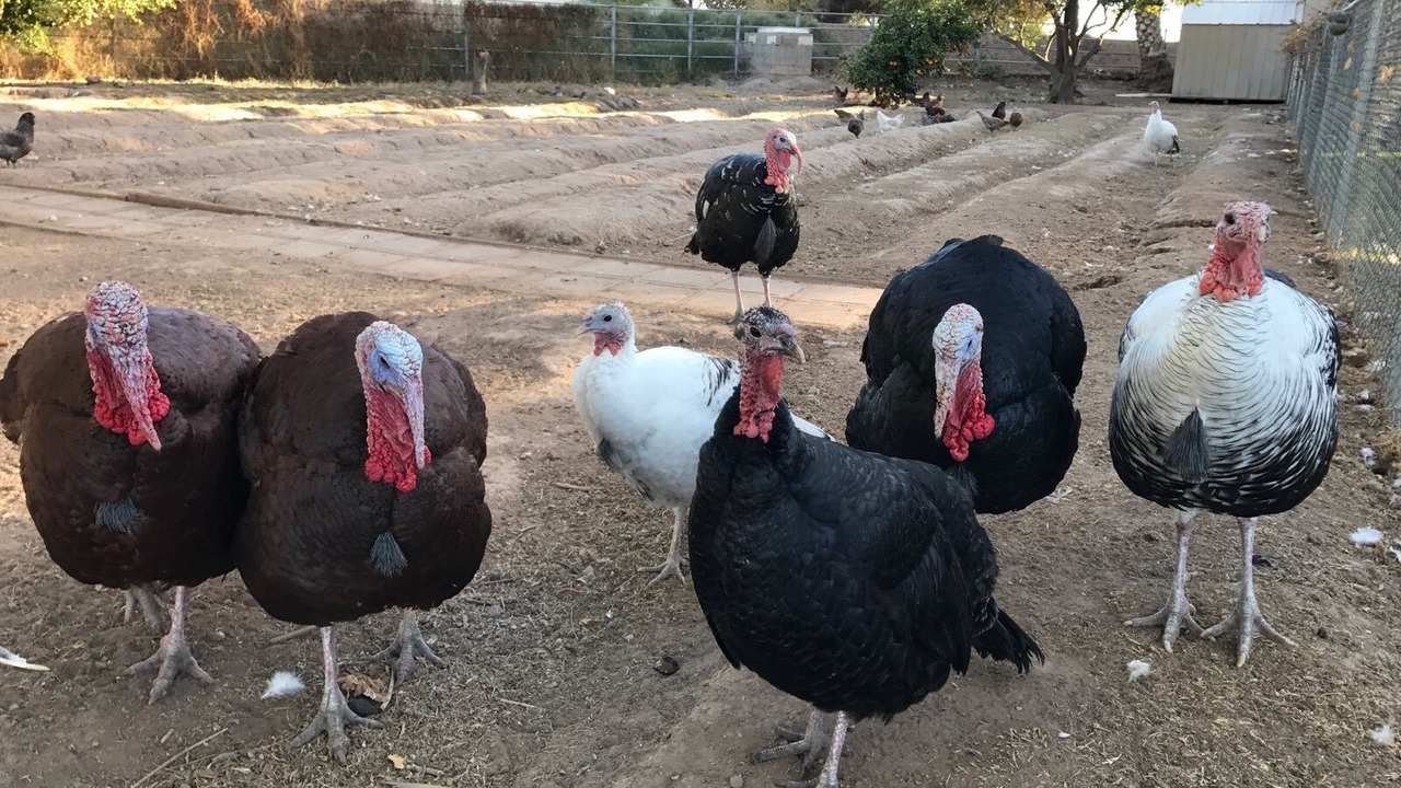 Photo of Others in Blythe