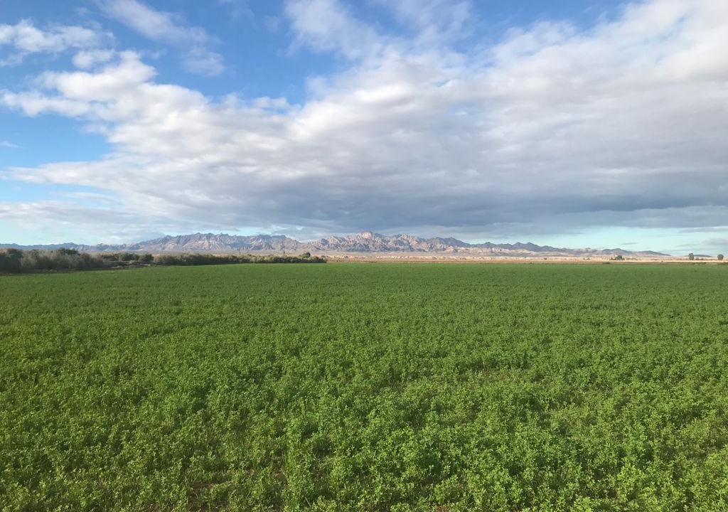 Photo of Outdoor in Blythe