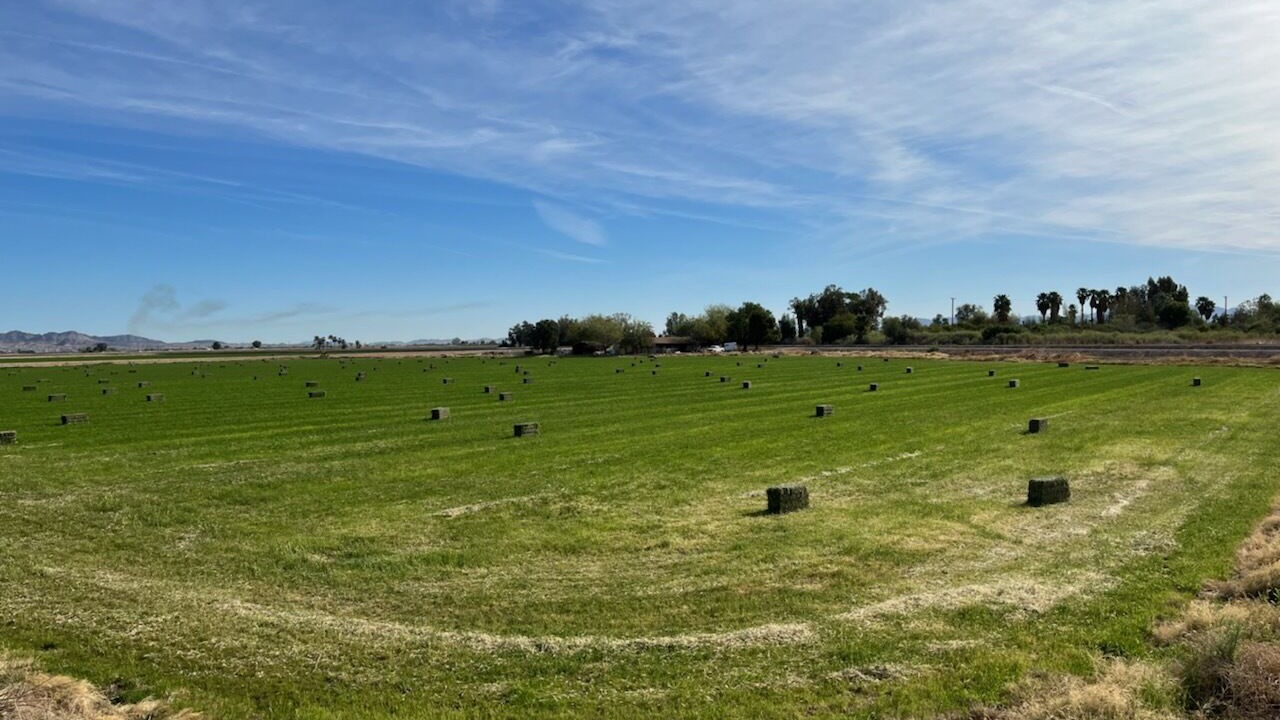 Photo of Others in Blythe