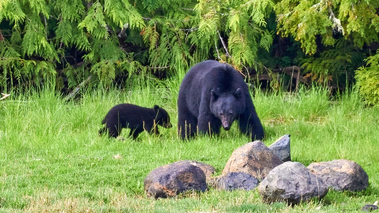 Photo of Others in Ucluelet