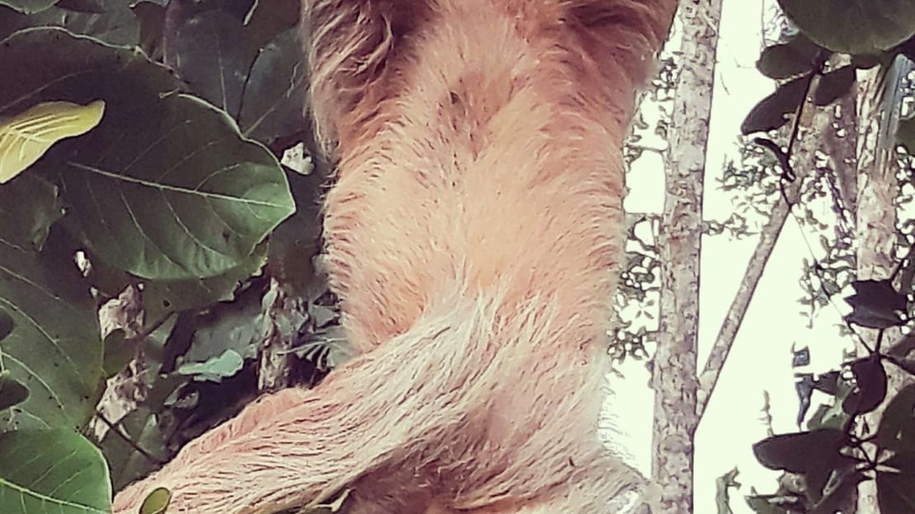 Photo of Outdoor in Puerto Viejo de Talamanca