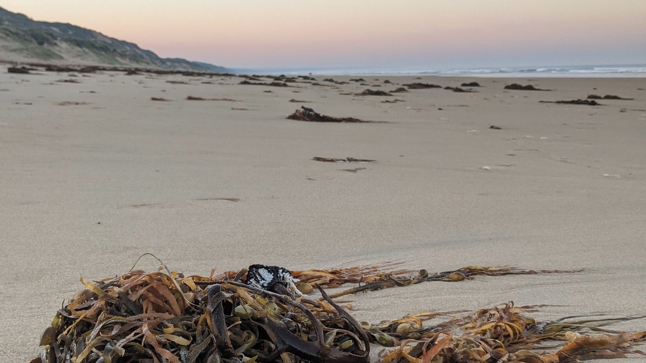 Photo of Others in Venus Bay