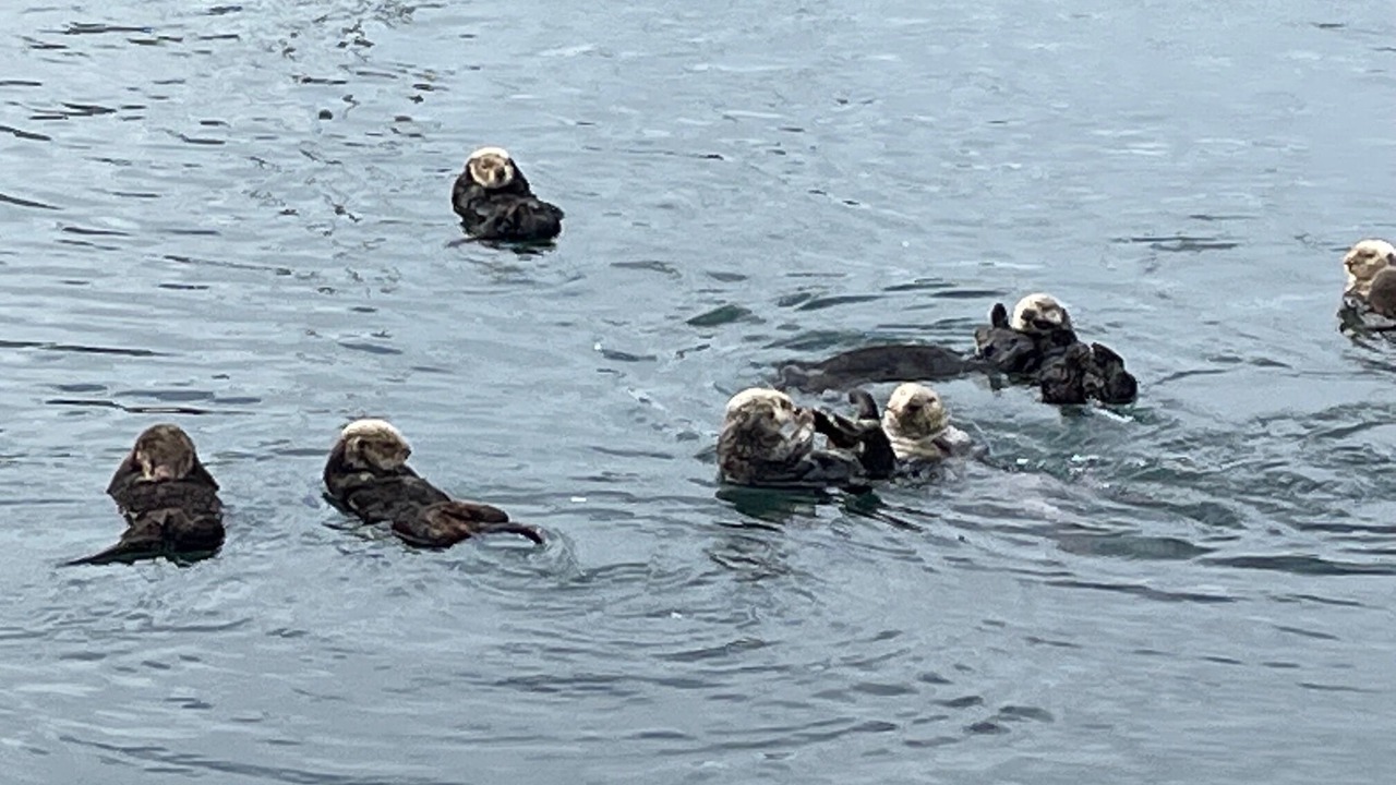 Photo of Others in Morro Bay