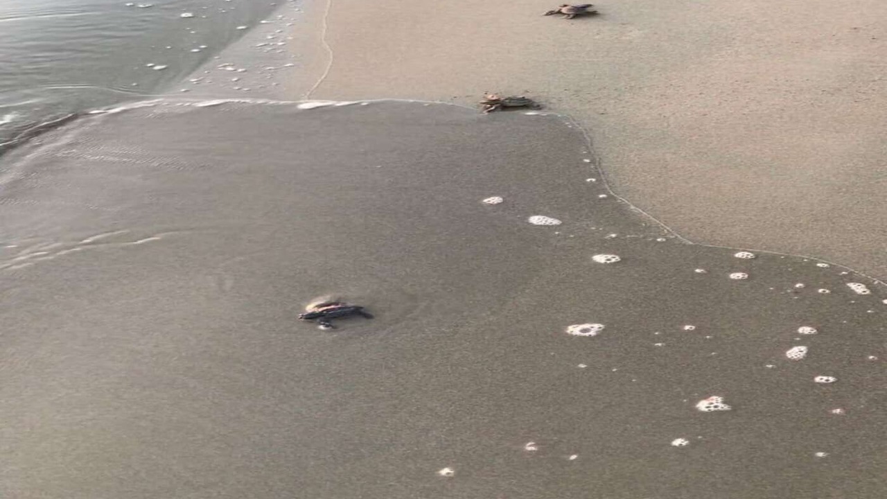 Photo of Others in Playa El Coco