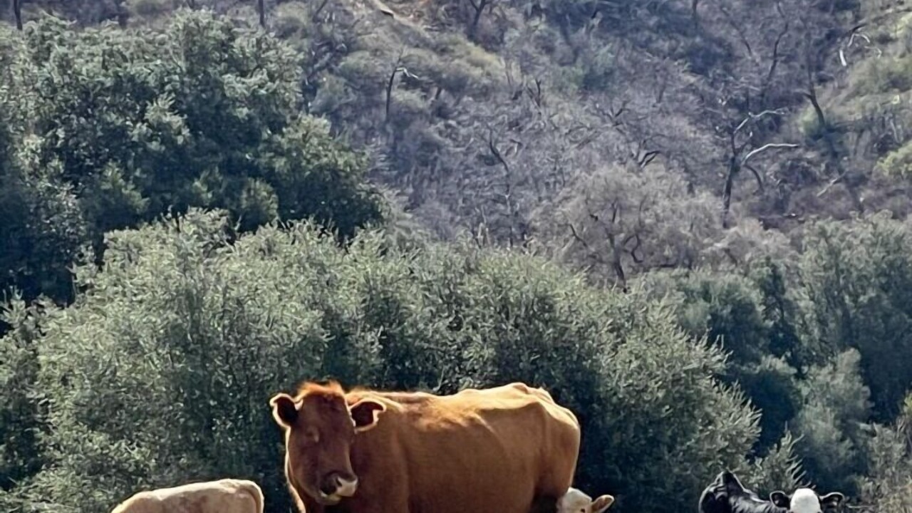 Photo of Outdoor in Julian