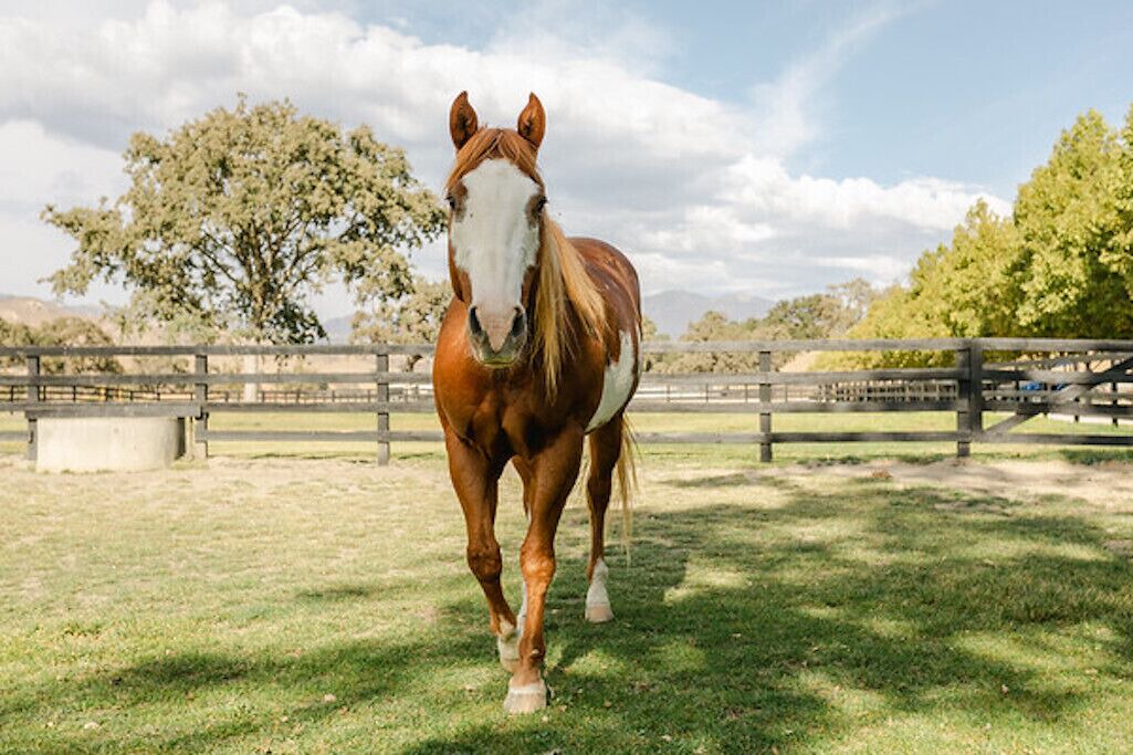 Photo of Outdoor in Santa Ynez