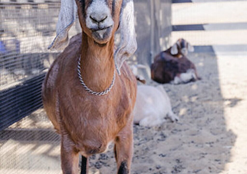 Photo of Others in Santa Ynez