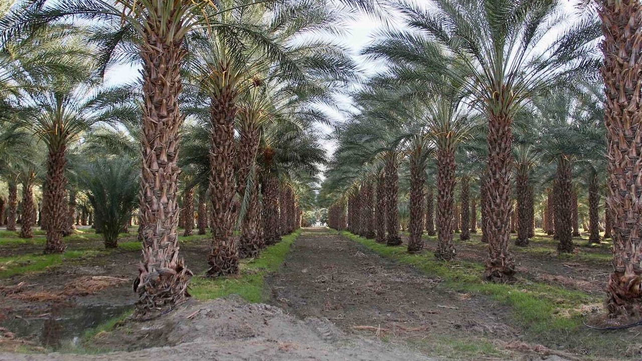 Photo of Outdoor in Palm Springs