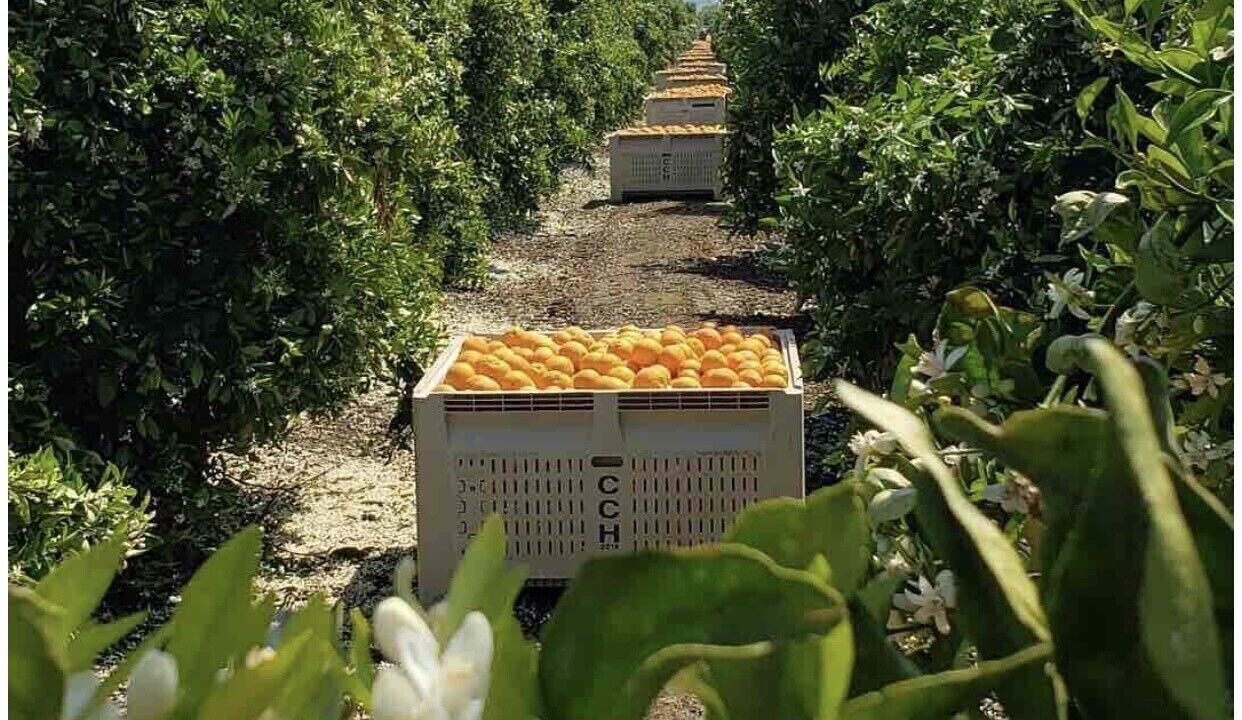 Photo of Others in Porterville