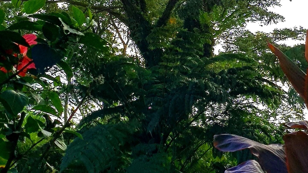 Photo of Outdoor in Taveuni Island West