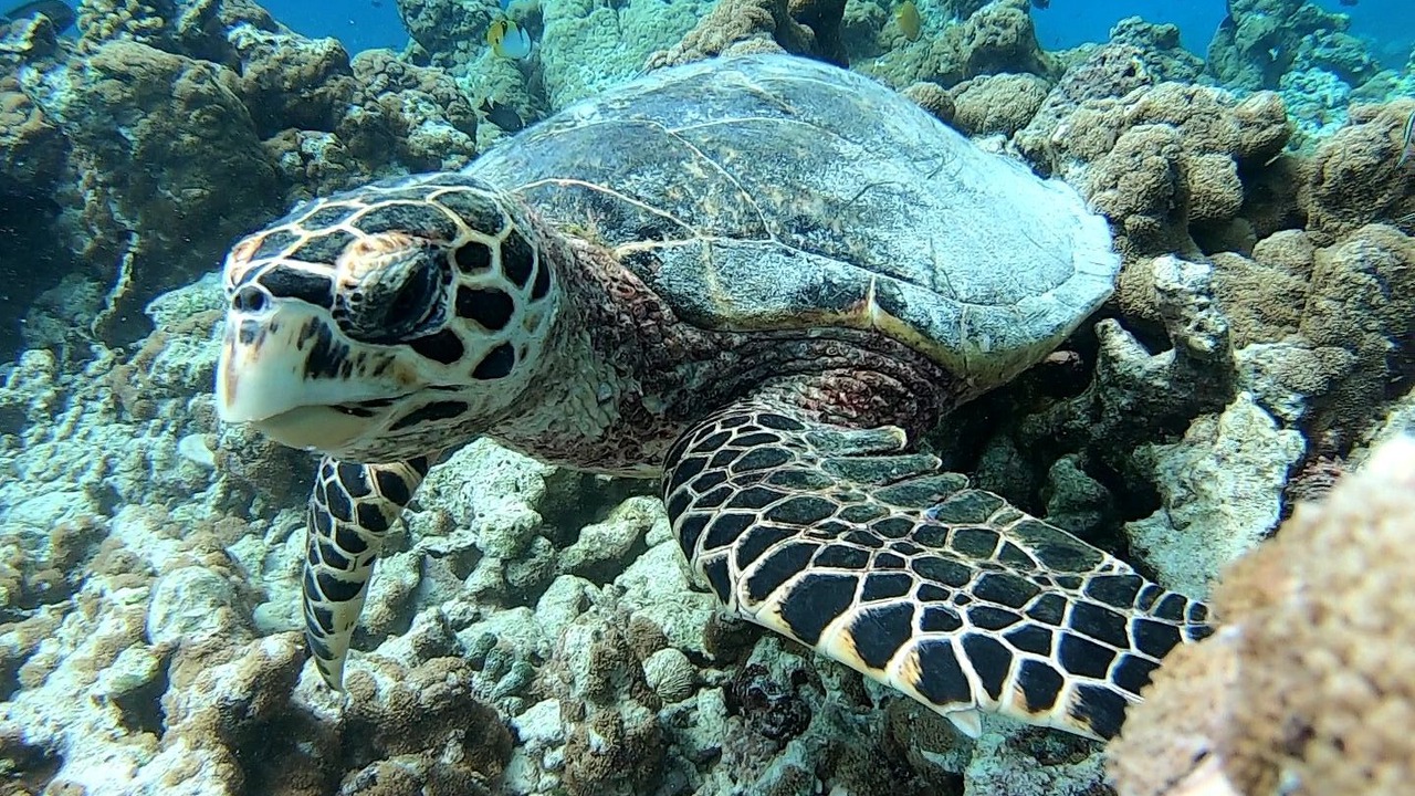 Photo of Outdoor in Dharavandhoo
