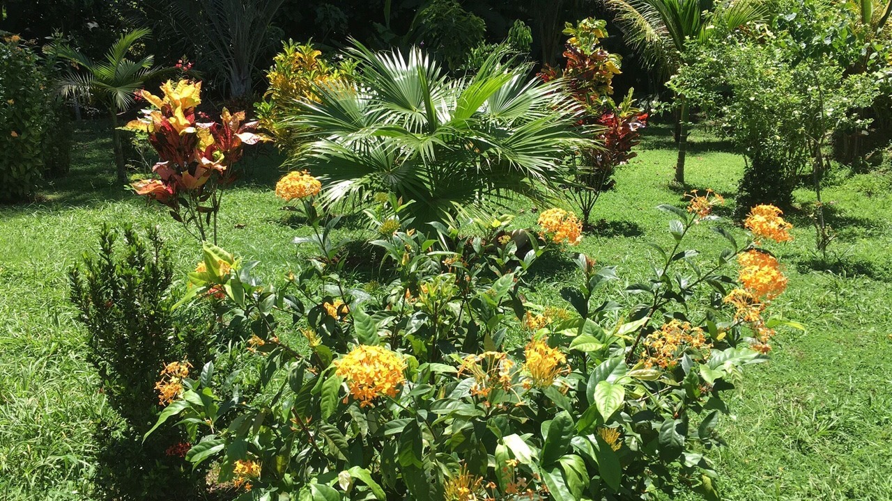Photo of Outdoor in Ojochal