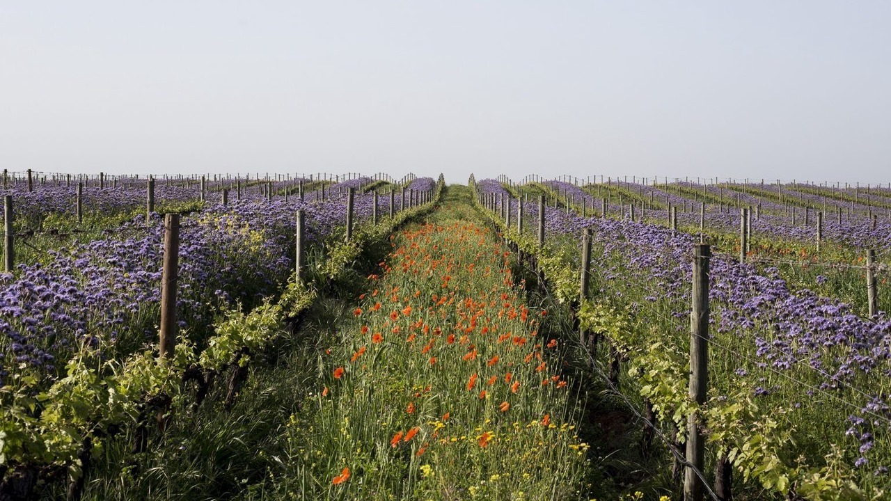 Photo of Others in Santa Ynez